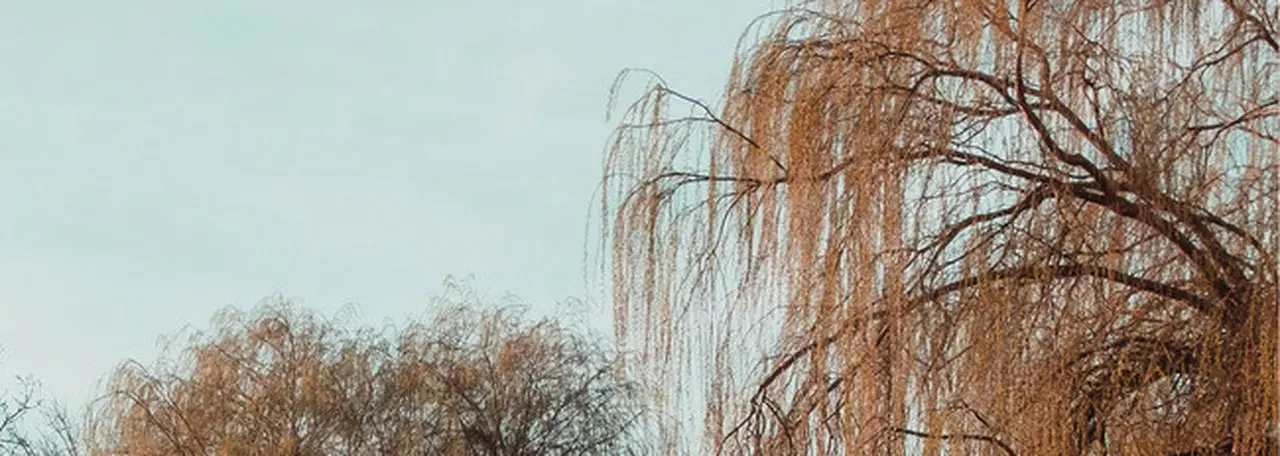 Willowは「柳の木」の強さ、しなやかさから着想を得ています。
